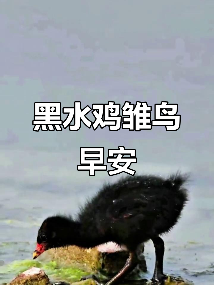 弥河黑水鸡雏鸟,早安吉祥好运来