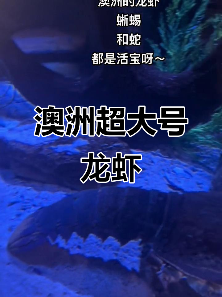 澳洲龙虾大得离谱,蜥蜴和蛇也超大!