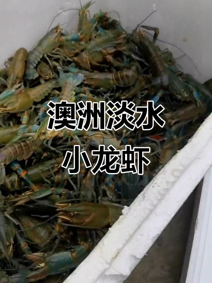 澳洲蓝龙虾:美丽与力量的完美结合