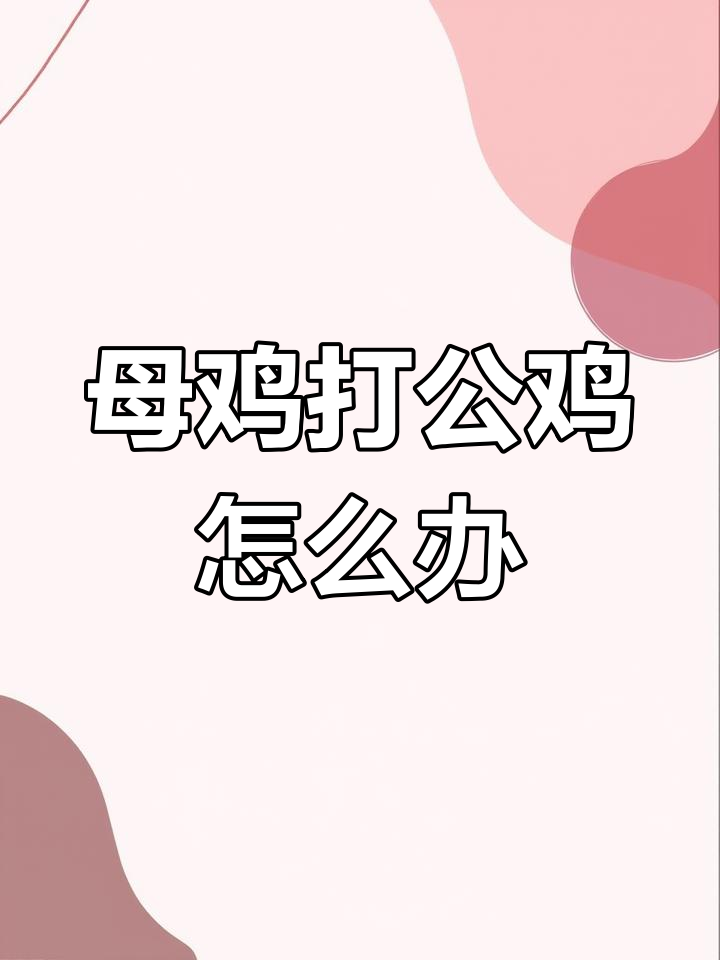 母鸡与公鸡打架,性格太好也有麻烦!