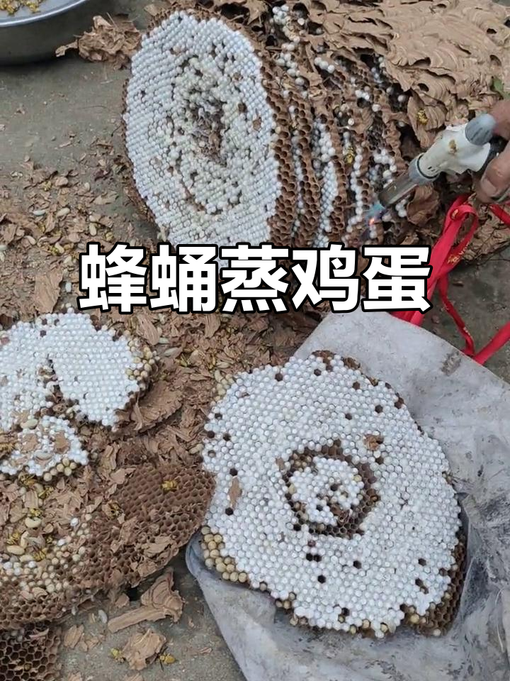 蜂蛹蒸水蛋,思念的味道让人怀念