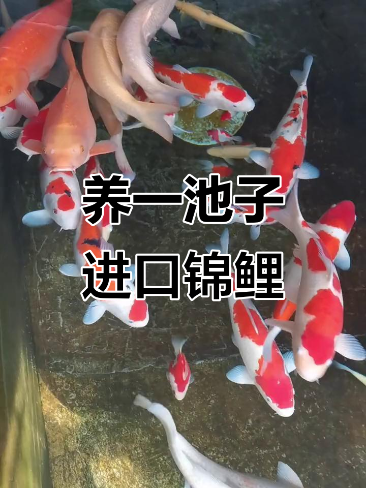 庭院鱼池里的进口锦鲤,50-80厘米大揭秘