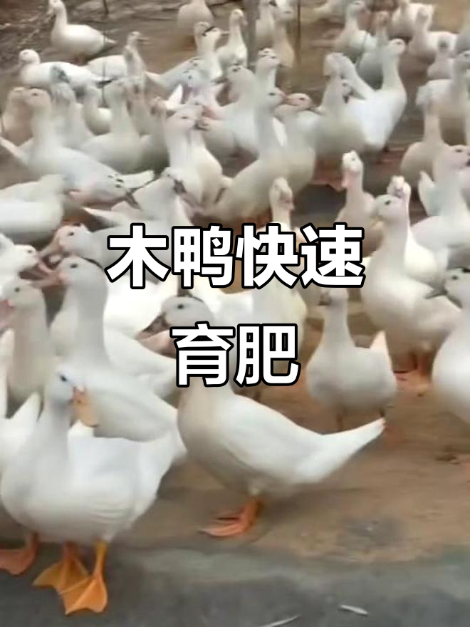 广西木鸭68天出栏,公重7.8斤,售价实惠