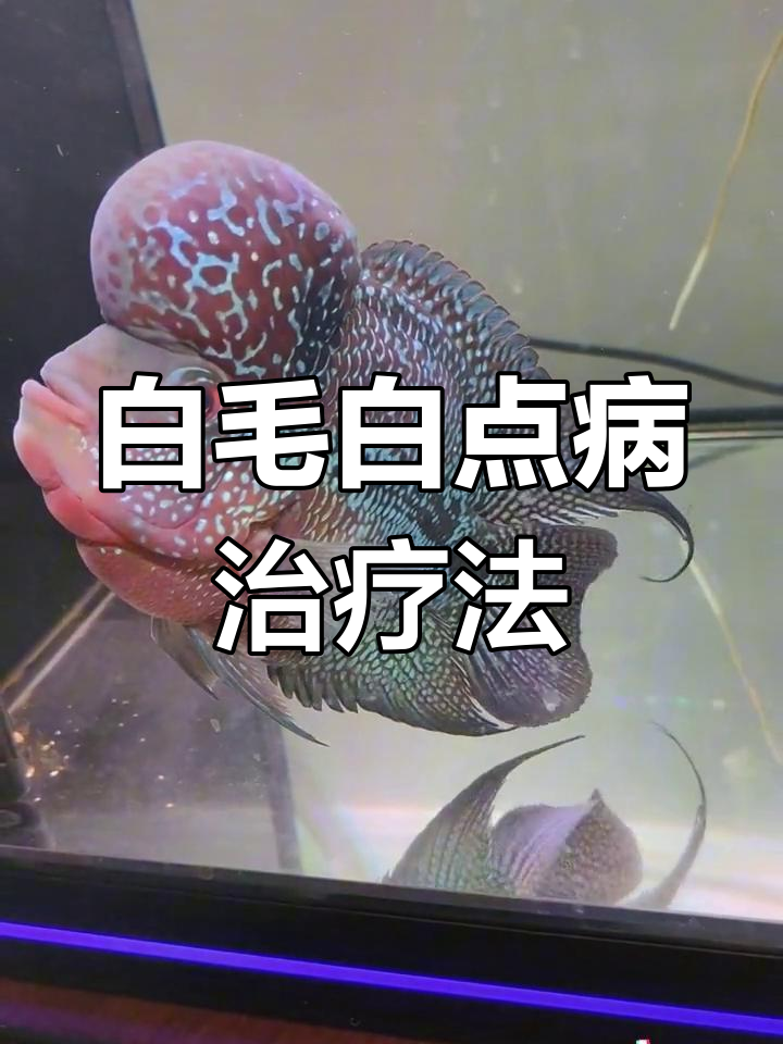 观赏鱼白毛白点病如何治愈?三天见效的调理方法