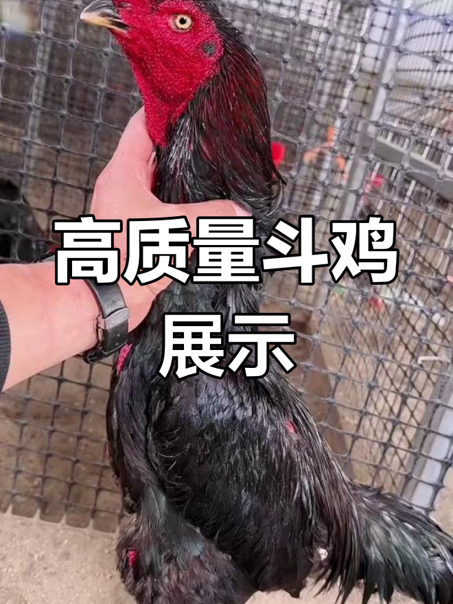 越南斗鸡大赛:恐龙头面大牛脖种公亮相