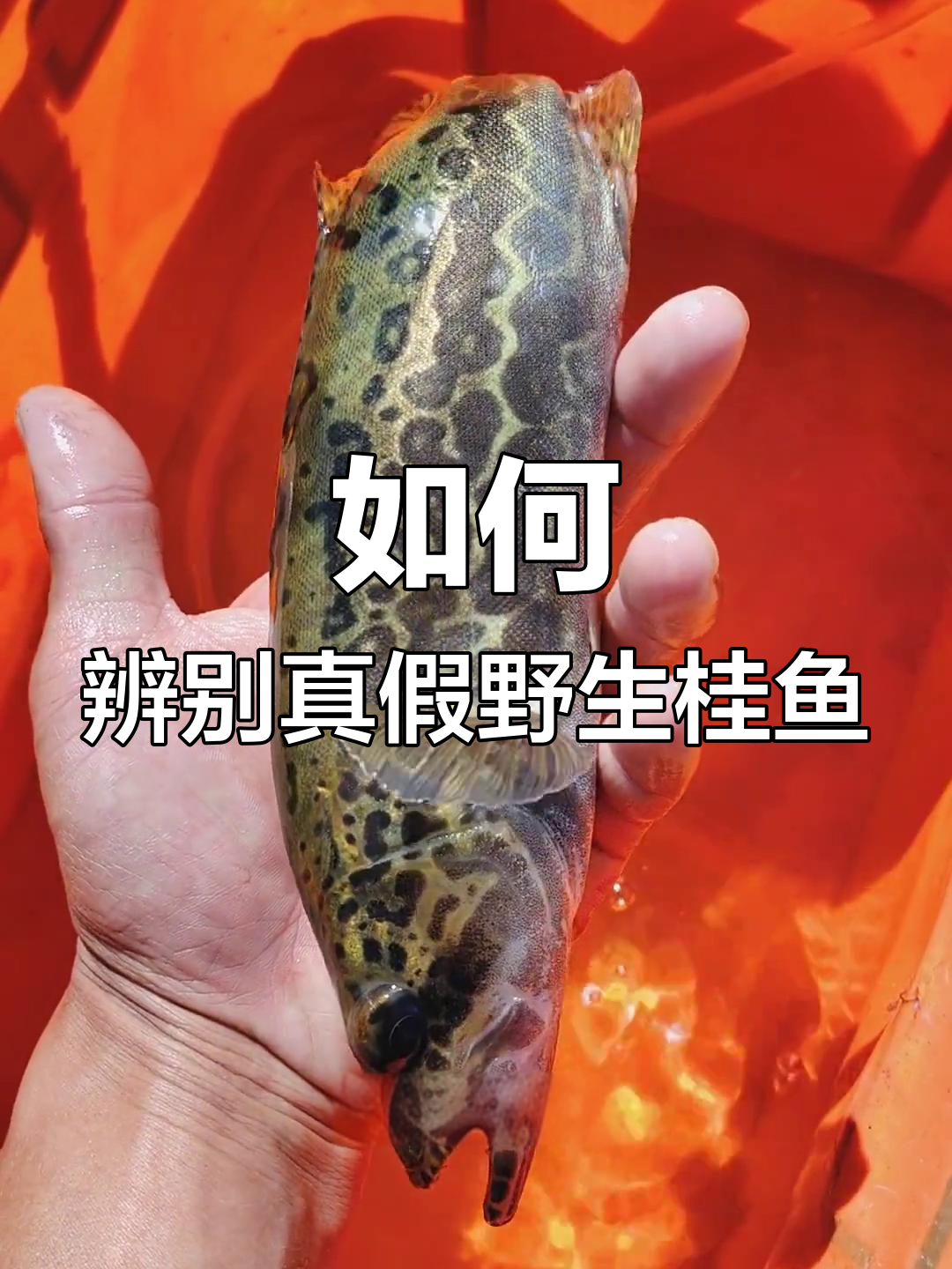 野生与家养桂鱼的区别解析