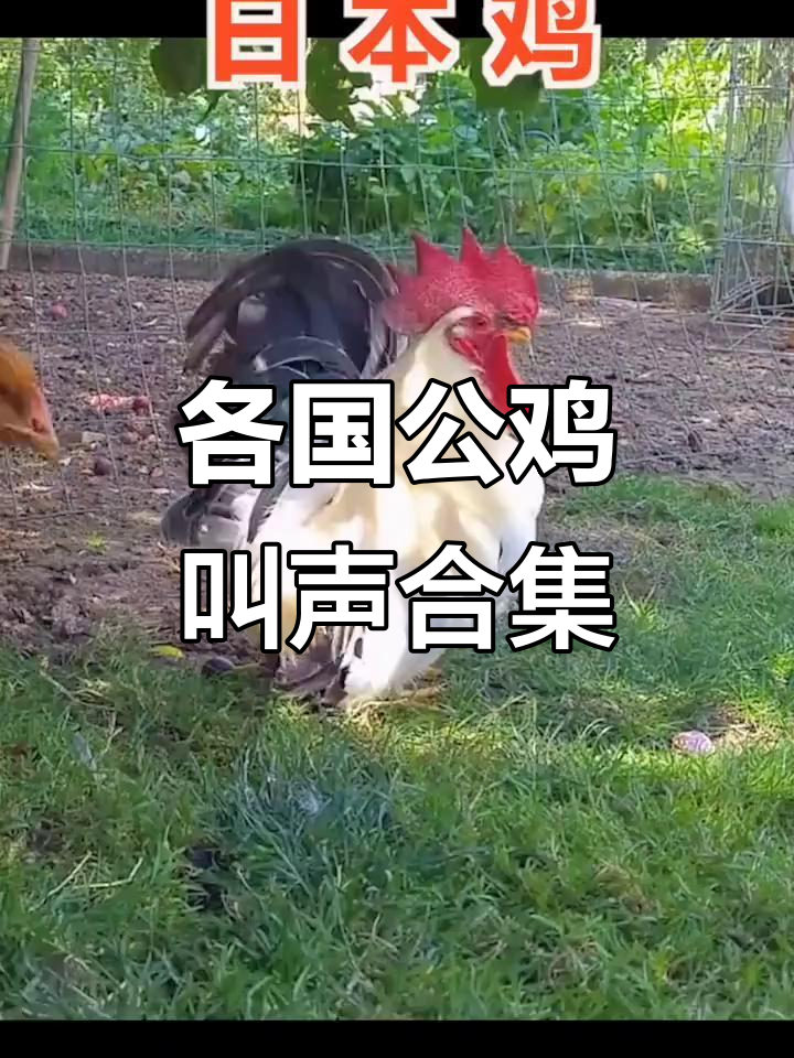 世界各地公鸡大比拼,叫声你能分清吗?