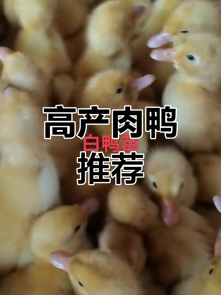 桂柳白鸭,生长迅速,抗病力强,养殖轻松上手