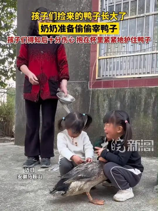 孩子们捡来的鸭子长大了，在孩子的保护下，鸭子们免于被宰