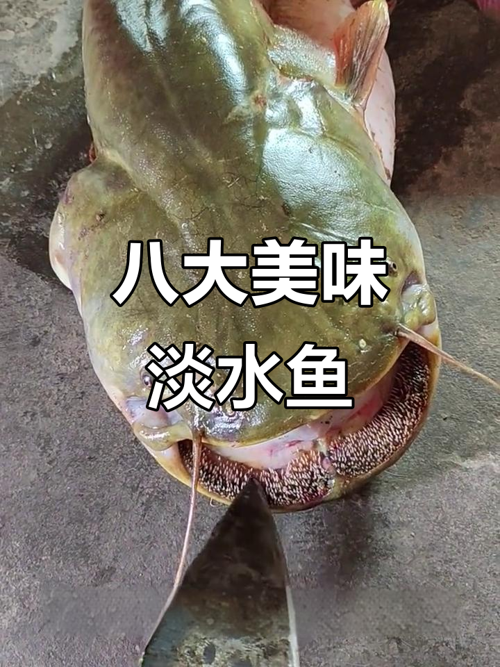8种顶级淡水鱼,口感鲜美又独特
