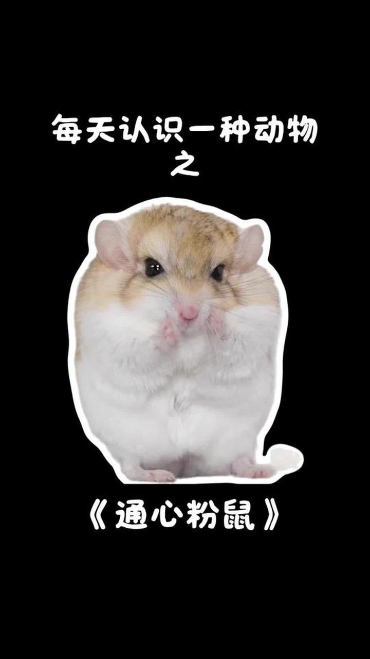 长得像小土豆成精的通心粉鼠科普
