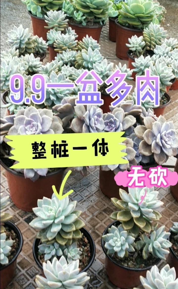 多肉淡雪,也叫幽灵公主。非常的好养,新手无压力