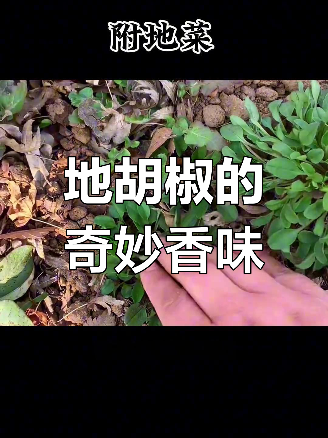 附地菜香气独特,黄瓜味十足,既美味又具药用价值