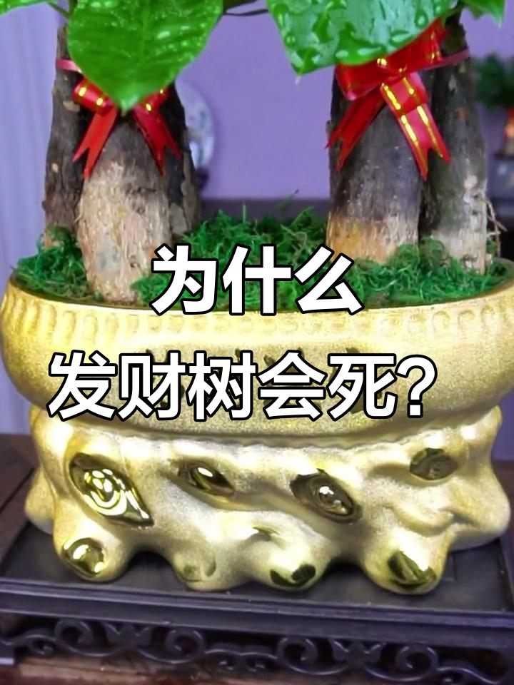 发财树枯萎的真正原因,竟然是因为这个!