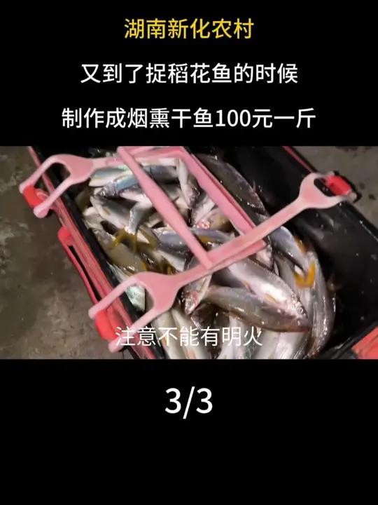 湖南新化农村,又到了捉稻花鱼的时候,制作成烟熏干鱼100元一斤