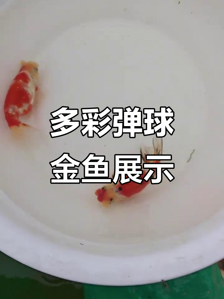 精选蛋球金鱼，三岁到二十公分全都有