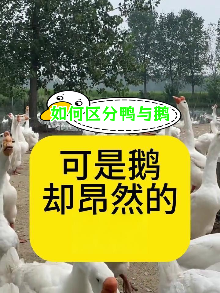 鸭鹅四大区别,轻松辨别