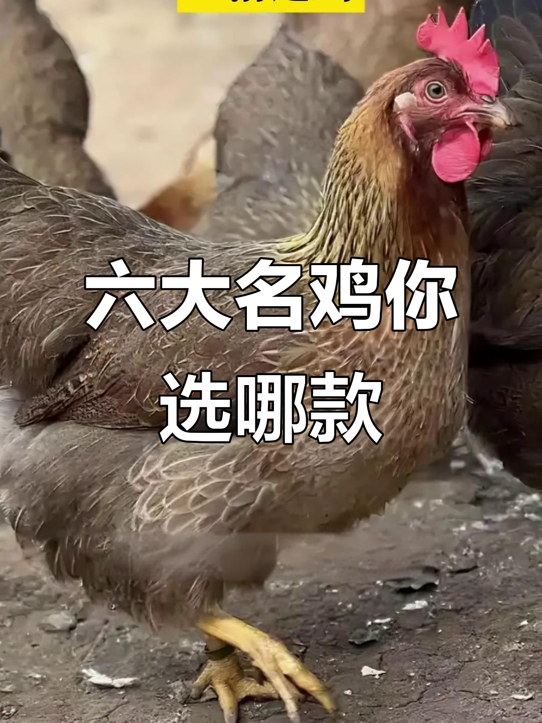 中国六大名鸡大比拼,哪种才是最好吃的?