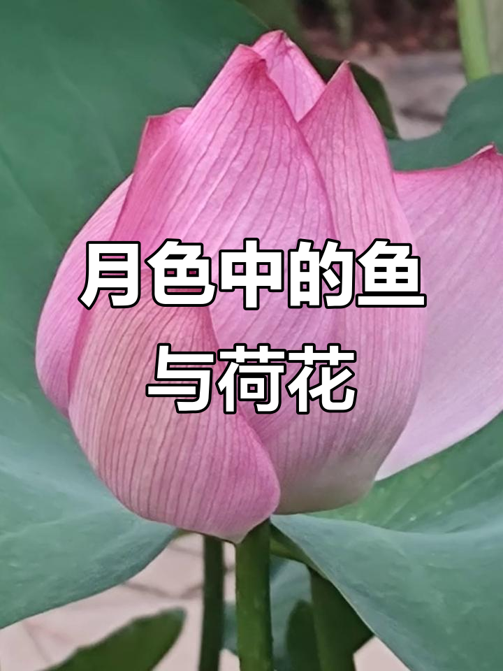 鱼儿在荷塘中自由游动，月光下的美景尽收眼底