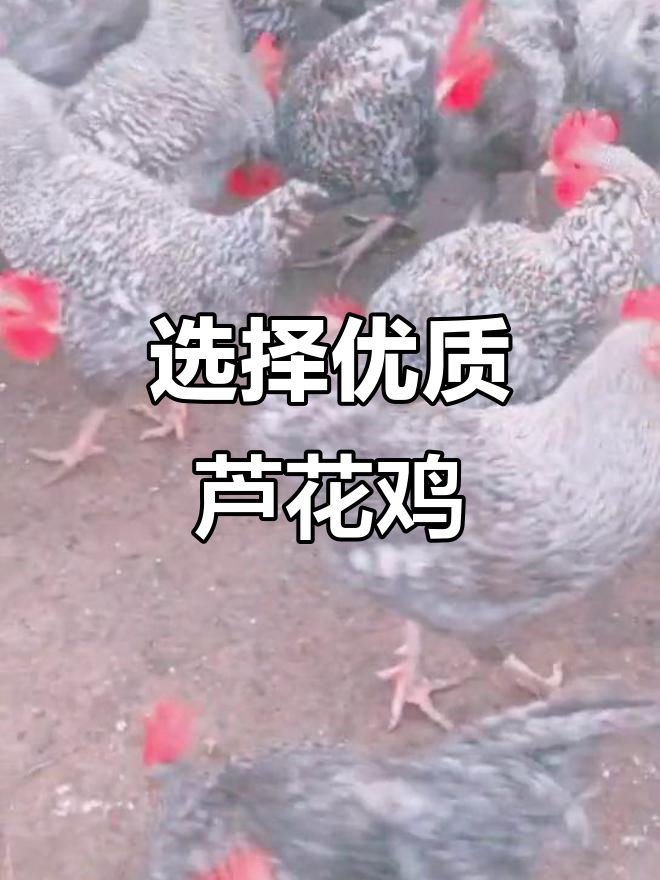汶上芦花鸡苗，选对品种才能事半功倍