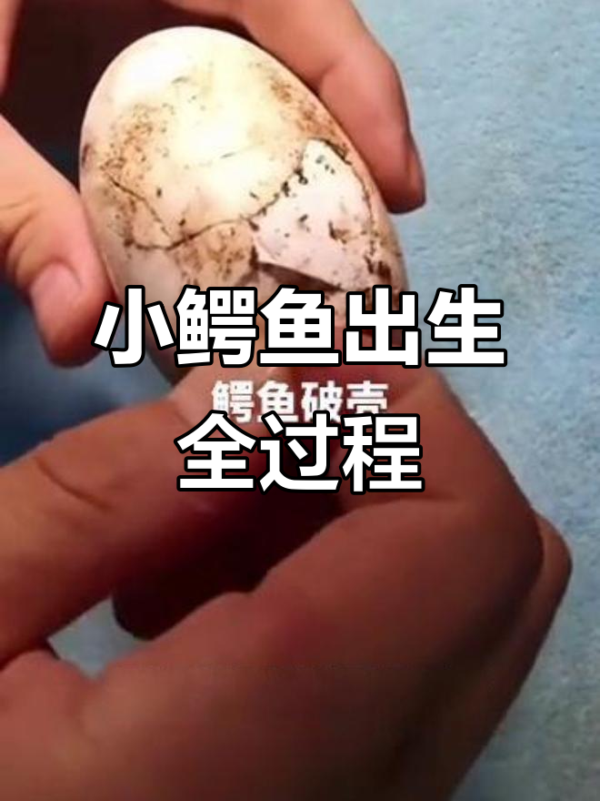 鳄鱼蛋破壳,小生命艰难诞生