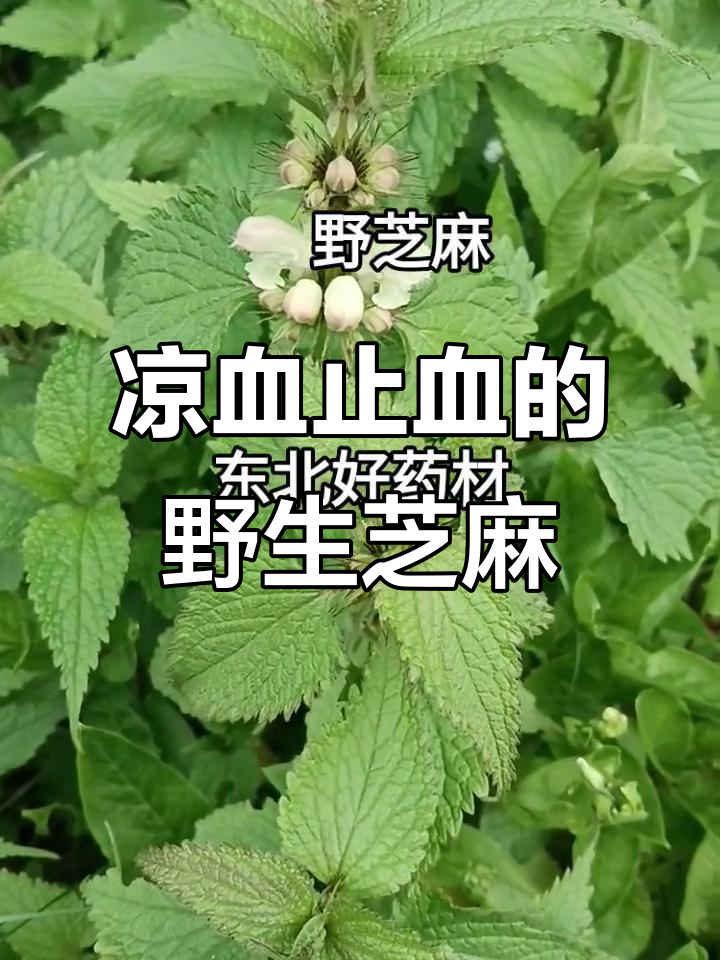 野芝麻：药食同源的神奇植物，你认识吗？