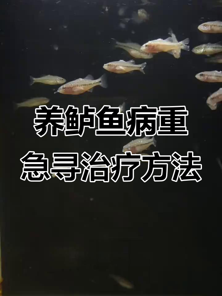 鱼缸养鲈鱼的生死时速:水质恶化与疾病控制