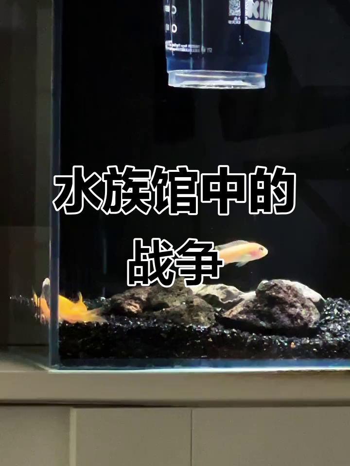 美丽外表下隐藏着争斗,矮鲫让水族箱变成永无休止的战场