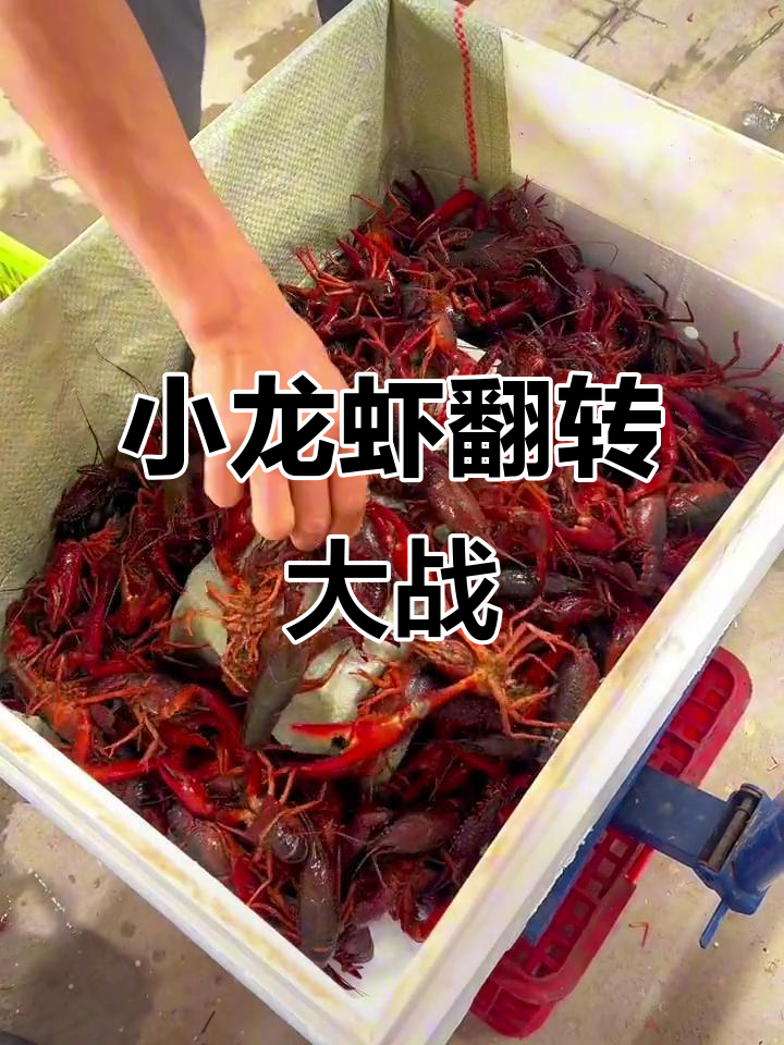 炮头打包挑战,小龙虾翻箱大作战