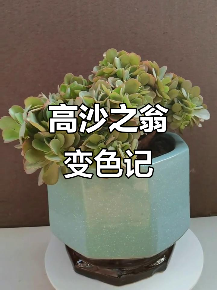 高沙之翁缀化上盆,期待它变色!