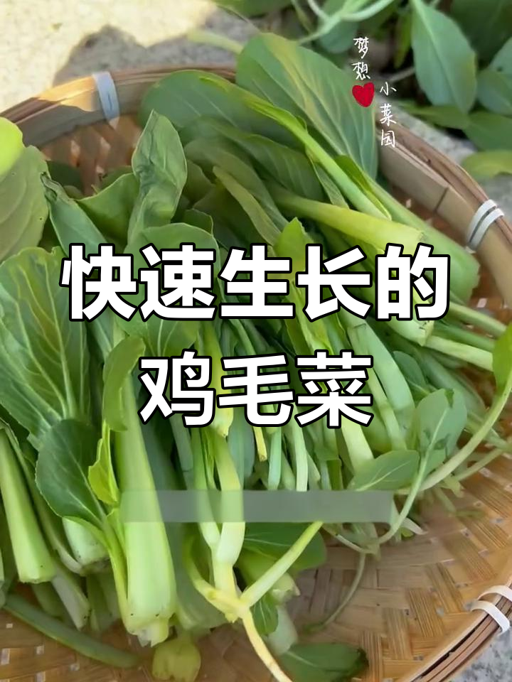 3月鸡毛菜快速生长,十几天即可采收嫩甜可口!