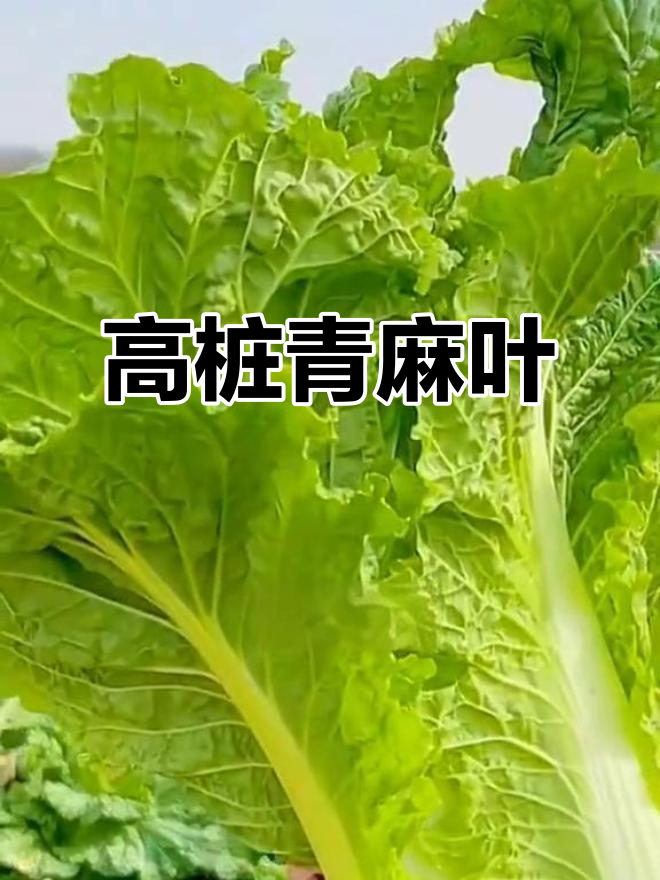 太原青麻叶白菜,晚熟90天,高桩品种