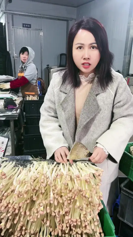 水培花生芽，轻松在家种出新鲜芽苗菜