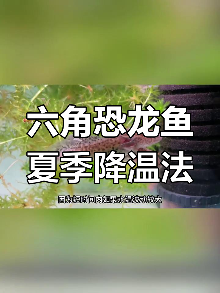 夏季高温如何避免六角恐龙鱼死亡?降温技巧大公开