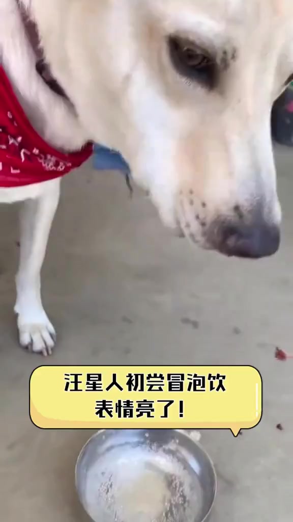 汪星人初尝冒泡饮,表情亮了!