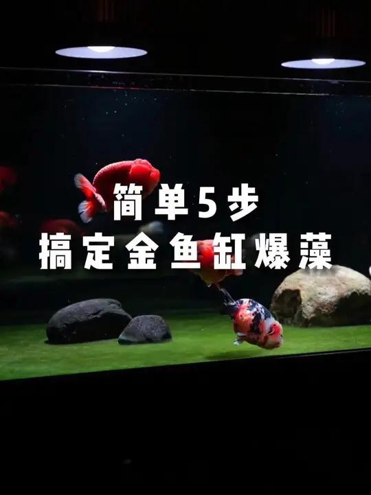 金鱼缸如何暴藻?