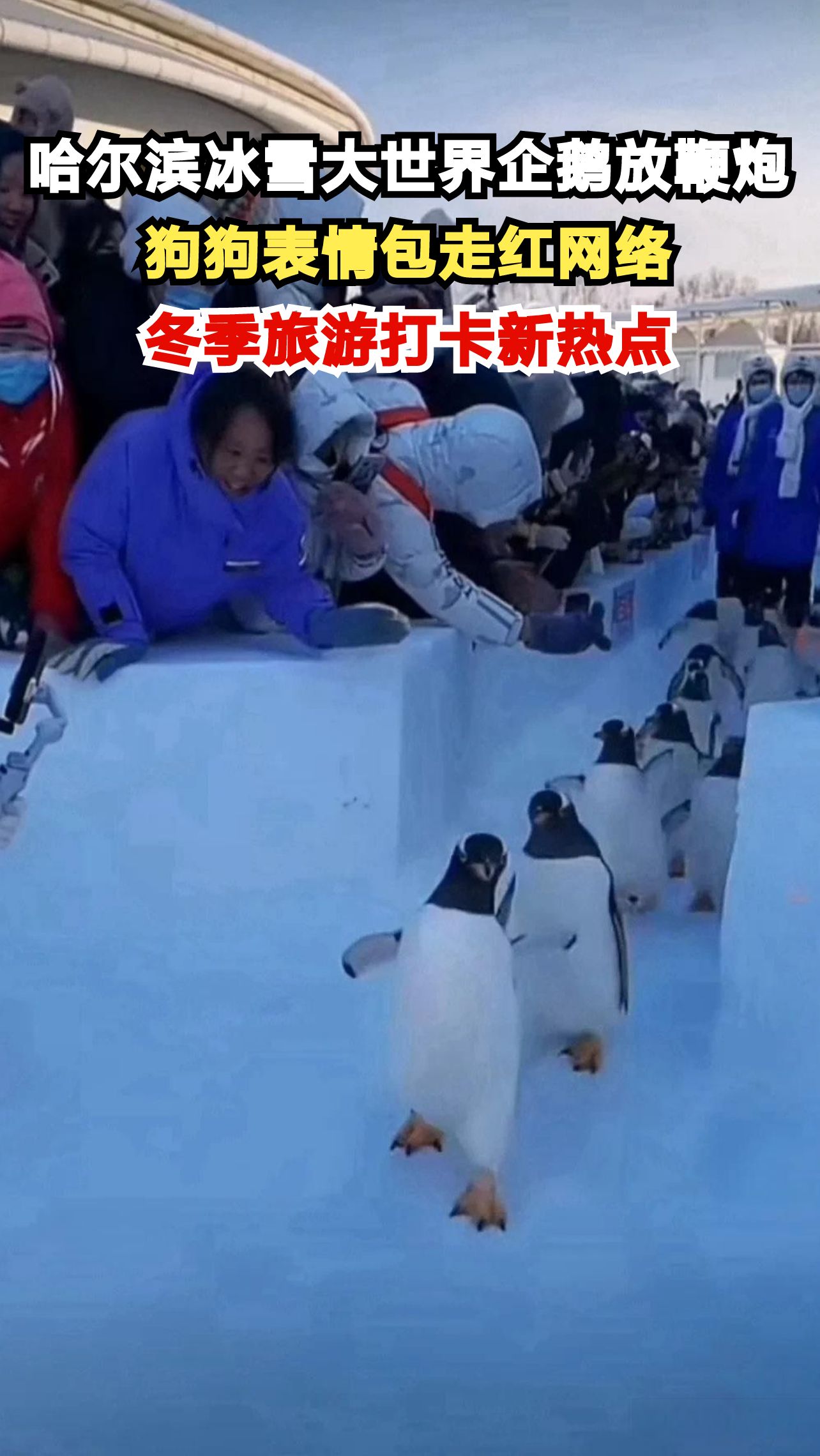 哈尔滨冰雪大世界企鹅放鞭炮,狗狗表情包走红网络,冬季旅游打卡新热点