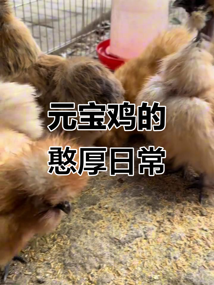 八只可爱元宝鸡,公母搭配超萌!