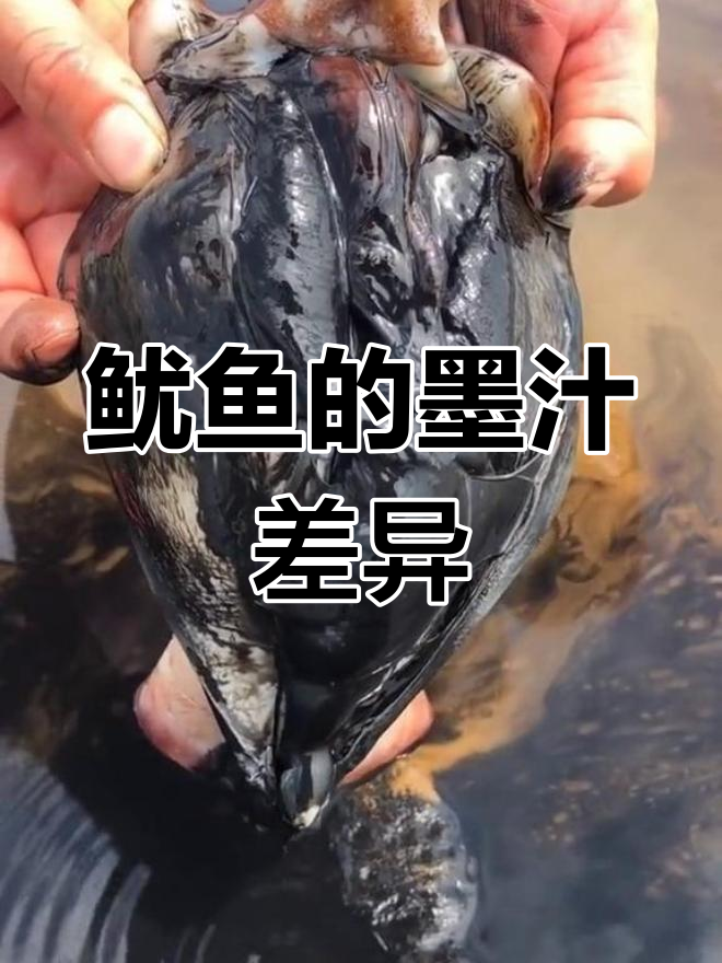 为什么有的鱿鱼有墨汁,而有些没有?