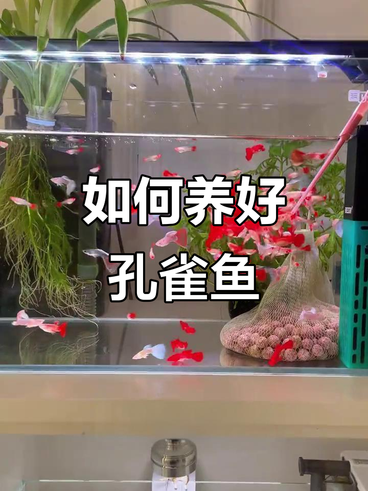 孔雀鱼养殖小技巧,避免高死亡率
