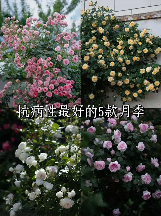 抗性最好的5款月季!