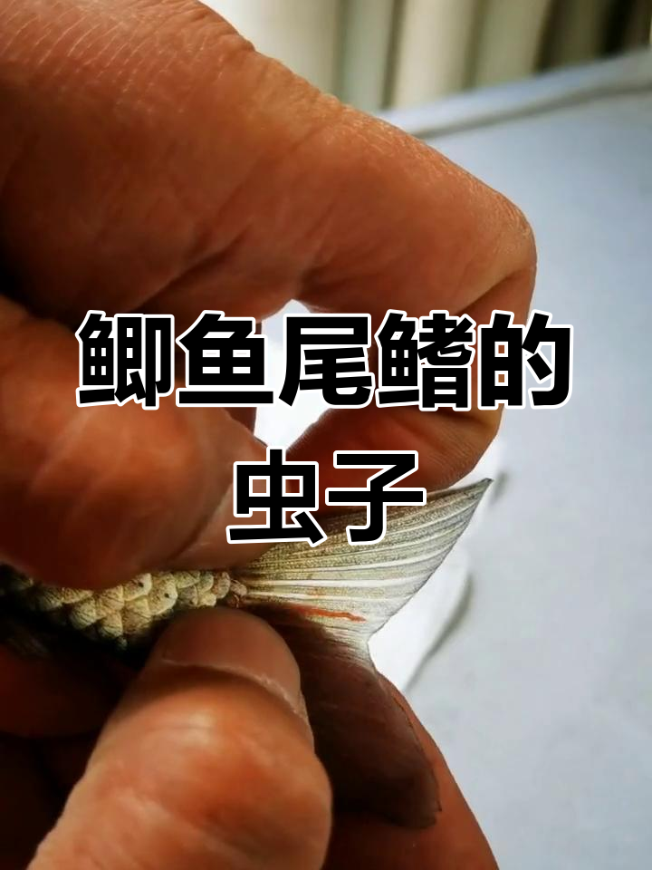 鲫鱼尾巴上的“红线”竟然是寄生虫,如何避免感染?