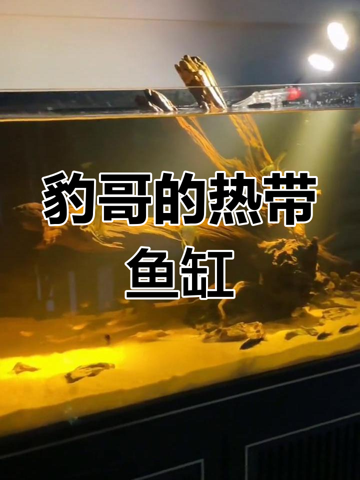 豹哥鱼缸大揭秘,热带观赏鱼的奇妙世界