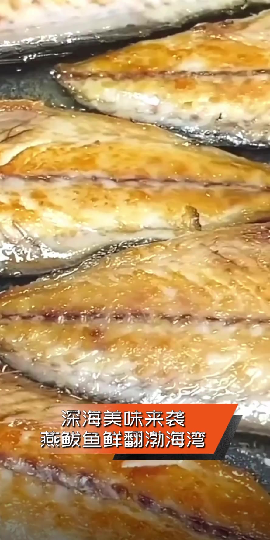 深海美味来袭,燕鲅鱼鲜翻渤海湾