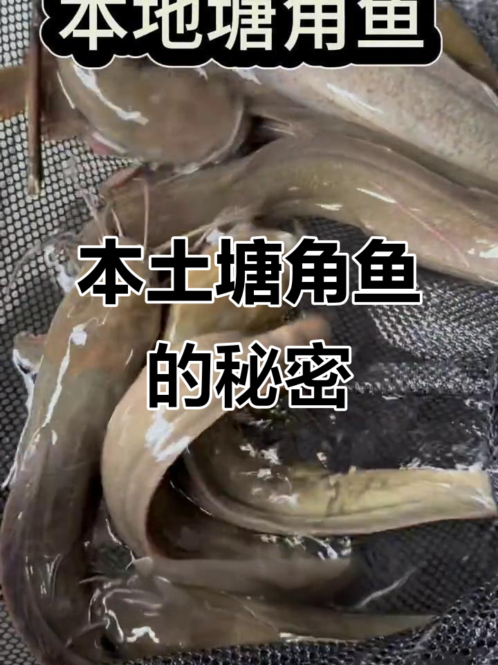 广东本地塘角鱼,鲜美却常被误认是“垃圾”