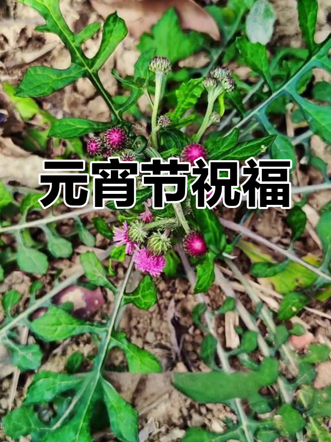 泥胡菜,别名繁多,元宵节祝福送上!