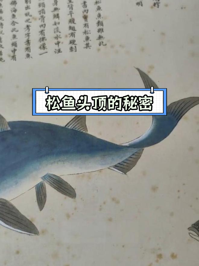 海绵鱼头骨里的神秘佛像