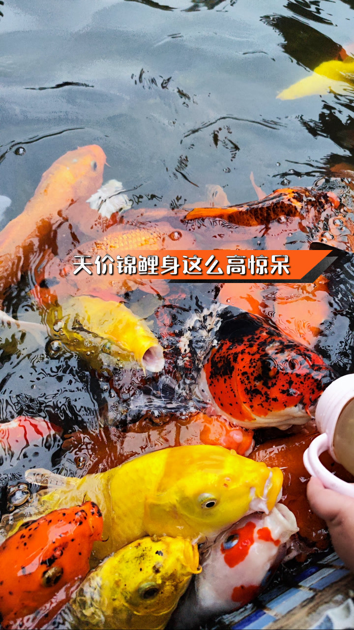 天价锦鲤身这么高惊呆