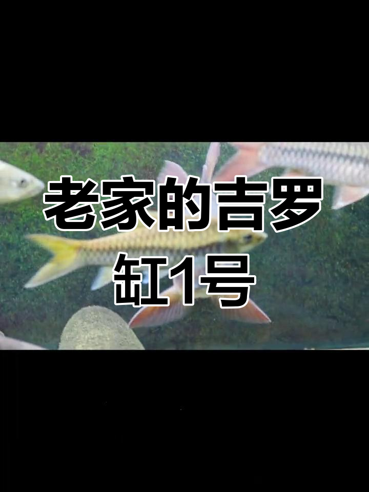 吉罗缸里的中国结鱼与蓝鲫螺,星光垂鱼的传奇故事