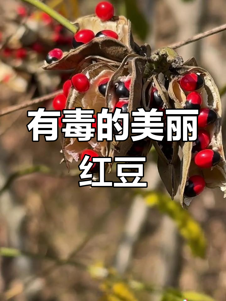相思子虽美,却有毒!千万别误食
